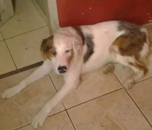 Cachorro raça não sei idade 1 ano nome Dick