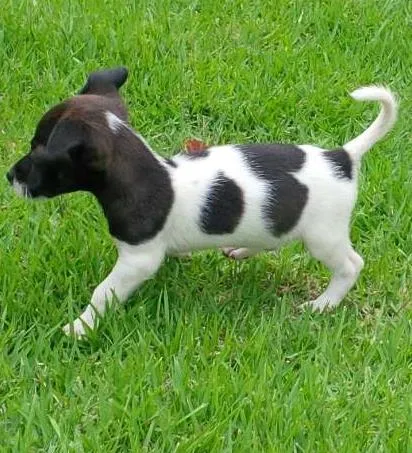 Cachorro ra a SRD idade Abaixo de 2 meses nome Pituca