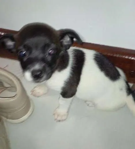 Cachorro ra a SRD idade Abaixo de 2 meses nome Pituca