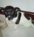 Pituca