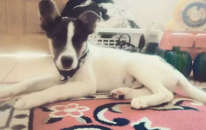 Cachorro ra a vira lata idade 2 a 6 meses nome John