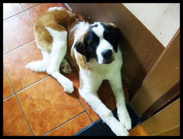 Cachorro ra a São Bernardo idade 4 anos nome Deep