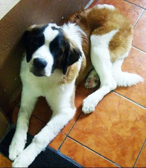 Cachorro ra a São Bernardo idade 4 anos nome Deep
