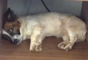 Cachorro raça Fofinha idade 2 anos nome Belinha GRATIFICA