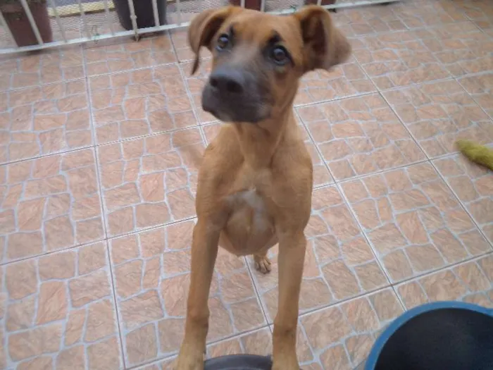 Cachorro ra a Labrador/Boxer idade 2 a 6 meses nome Lana