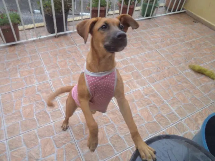 Cachorro ra a Labrador/Boxer idade 2 a 6 meses nome Lana