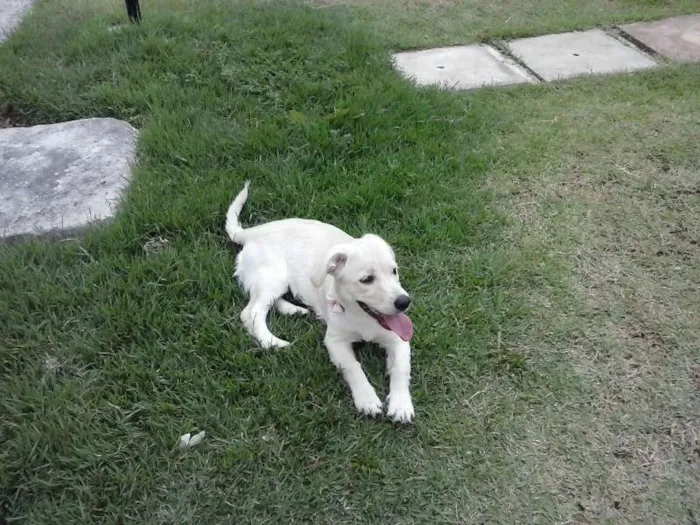 Cachorro ra a indefinida idade 2 a 6 meses nome mag