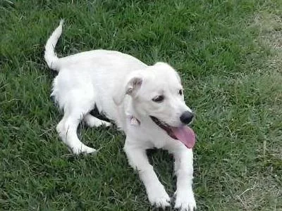Cachorro ra a indefinida idade 2 a 6 meses nome mag