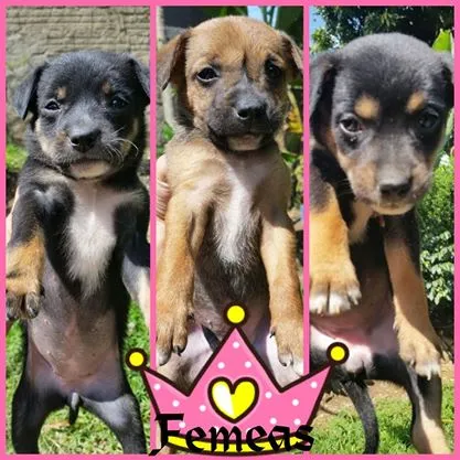 Cachorro raça SRD idade 2 a 6 meses nome Sem nome
