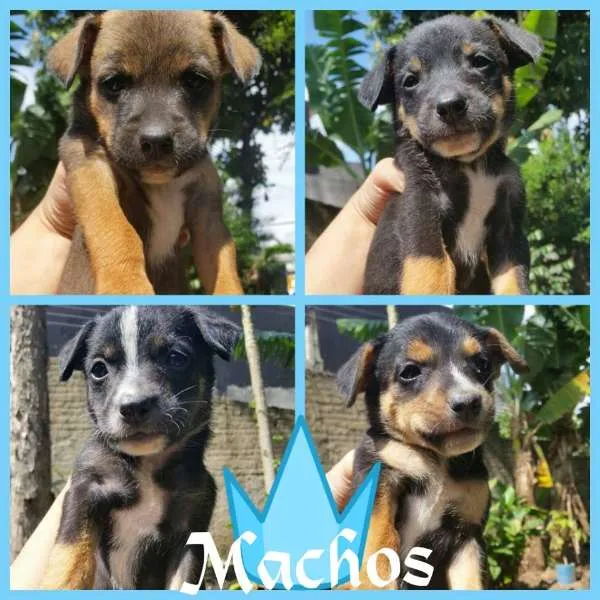 Cachorro raça SRD idade 2 a 6 meses nome Sem nome