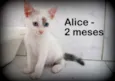 Alice