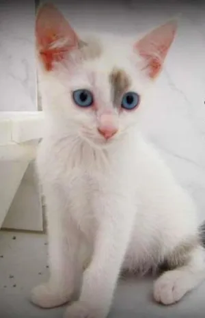 Gato raça SRD idade Abaixo de 2 meses nome Alice