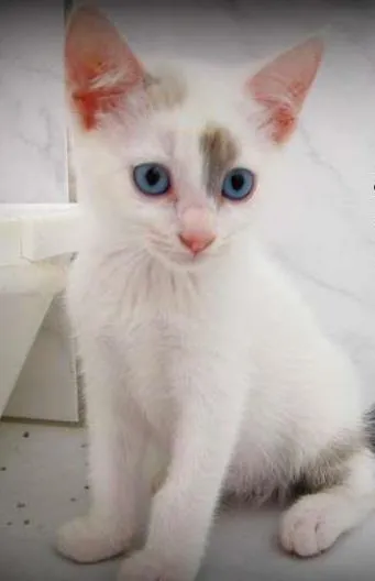 Gato ra a SRD idade Abaixo de 2 meses nome Alice