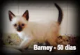 Barney