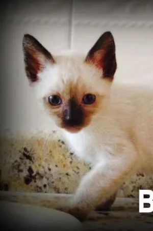 Gato raça SRD idade Abaixo de 2 meses nome Barney