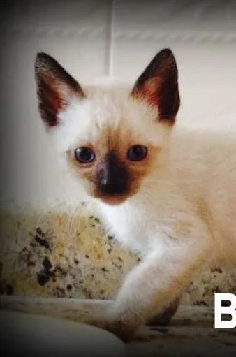 Gato ra a SRD idade Abaixo de 2 meses nome Barney