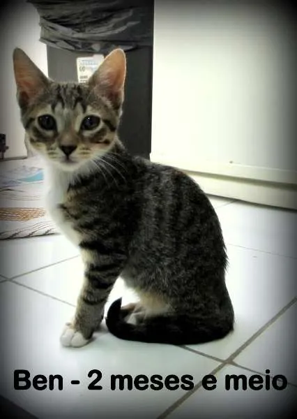 Gato ra a SRD idade 2 a 6 meses nome Ben