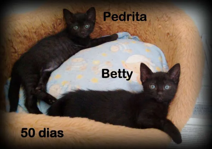 Gato ra a SRD idade Abaixo de 2 meses nome Betty e Pedrita