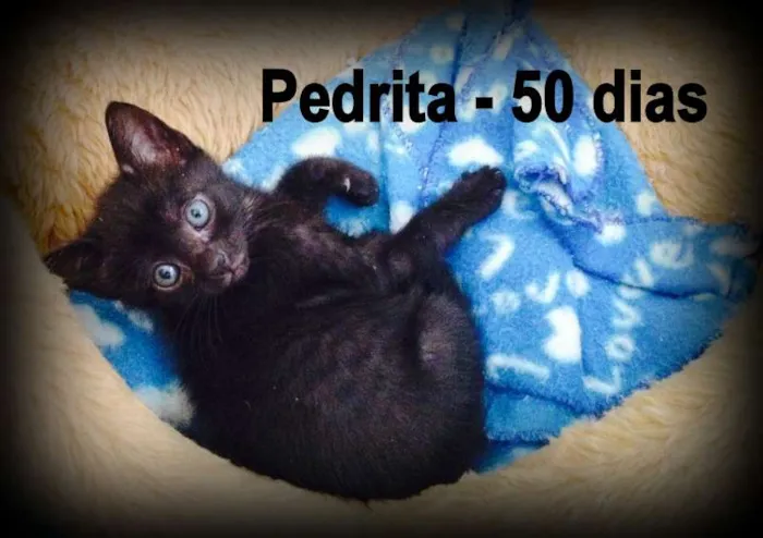 Gato ra a SRD idade Abaixo de 2 meses nome Betty e Pedrita