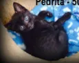 Betty e Pedrita
