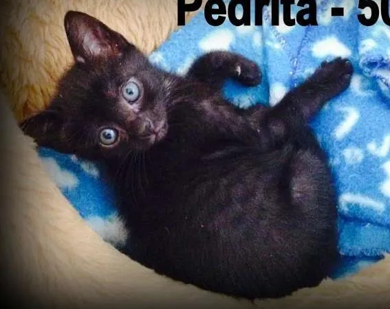 Gato ra a SRD idade Abaixo de 2 meses nome Betty e Pedrita