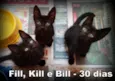 Fill, Kill e Bill