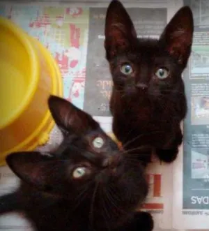 Gato raça SRD idade Abaixo de 2 meses nome Fill, Kill e Bill