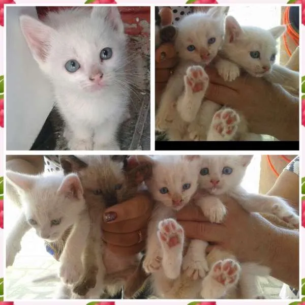 Gato ra a SRD idade Abaixo de 2 meses nome Bolotas