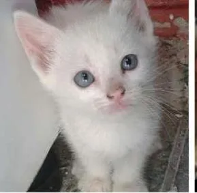 Gato ra a SRD idade Abaixo de 2 meses nome Bolotas