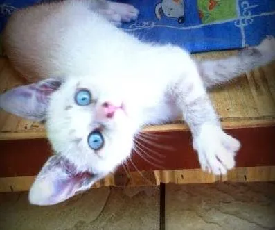 Gato ra a SRD idade 2 a 6 meses nome Julie