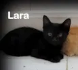 Lara