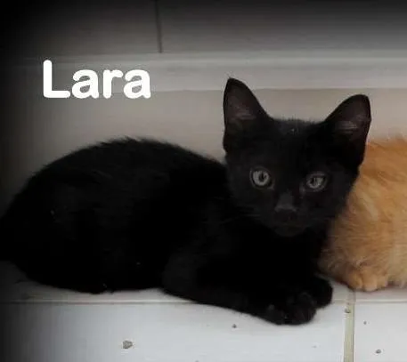 Gato ra a SRD idade Abaixo de 2 meses nome Lara