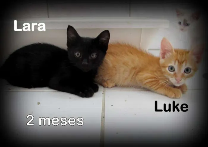 Gato ra a SRD idade Abaixo de 2 meses nome Luke