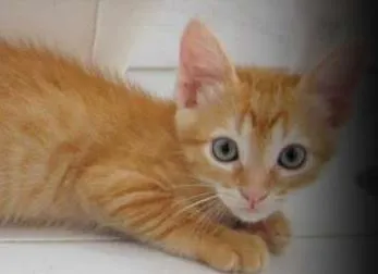 Gato ra a SRD idade Abaixo de 2 meses nome Luke