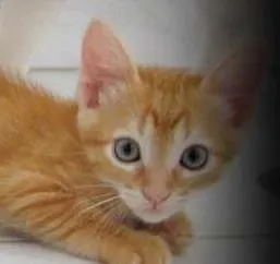 Gato ra a SRD idade Abaixo de 2 meses nome Luke