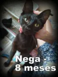 Nega