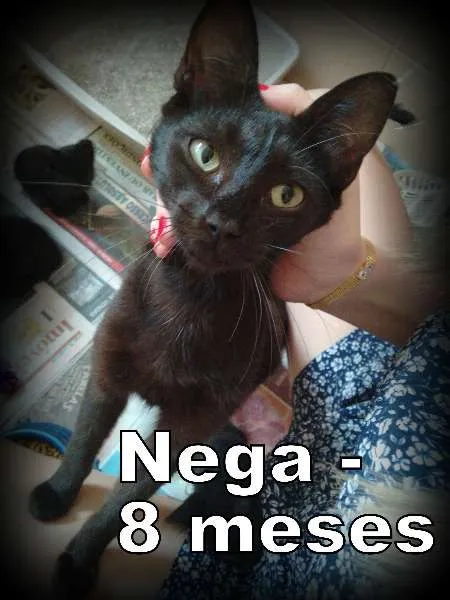 Gato ra a SRD idade 7 a 11 meses nome Nega