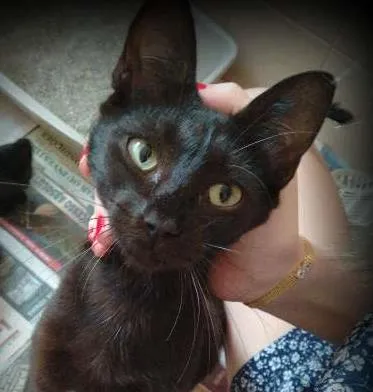 Gato ra a SRD idade 7 a 11 meses nome Nega