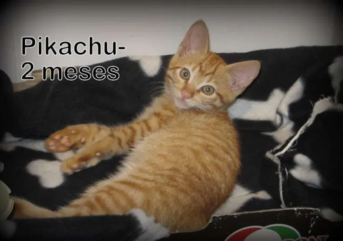 Gato ra a SRD idade Abaixo de 2 meses nome Pikachu