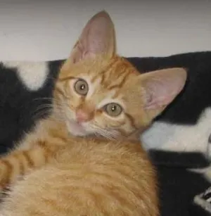 Gato raça SRD idade Abaixo de 2 meses nome Pikachu