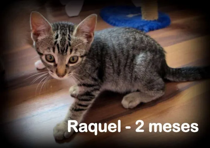 Gato ra a SRD idade Abaixo de 2 meses nome Ruth e Raquel