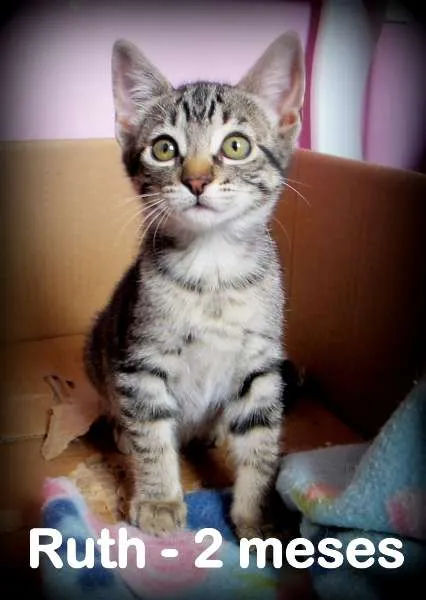 Gato ra a SRD idade Abaixo de 2 meses nome Ruth e Raquel