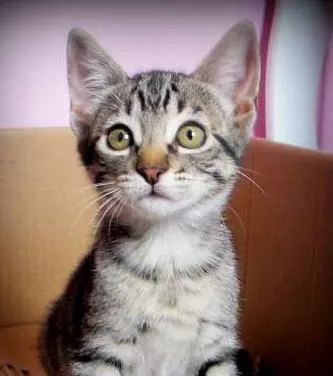 Gato ra a SRD idade Abaixo de 2 meses nome Ruth e Raquel
