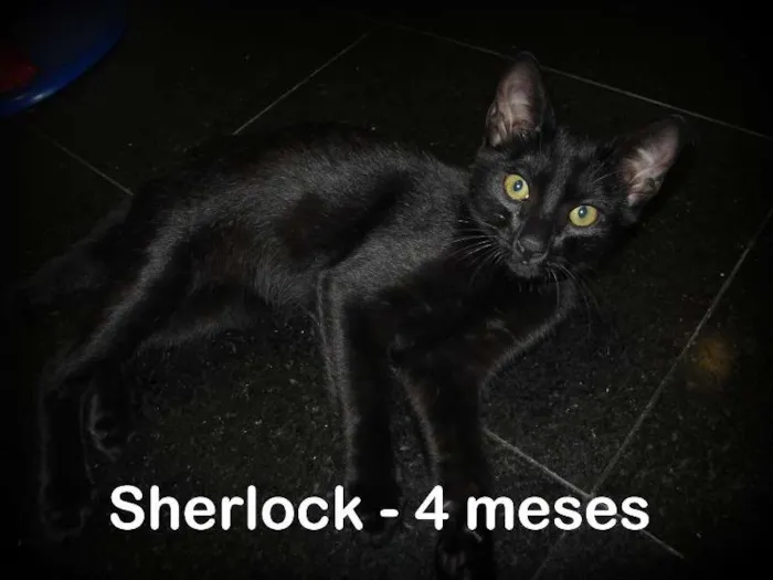 Gato ra a SRD idade 2 a 6 meses nome Sherlock