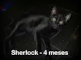 Sherlock