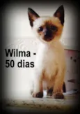 Wilma