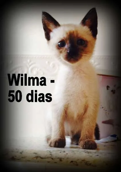 Gato ra a SRD idade Abaixo de 2 meses nome Wilma