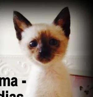 Gato raça SRD idade Abaixo de 2 meses nome Wilma