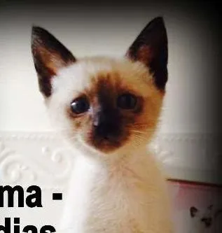 Gato ra a SRD idade Abaixo de 2 meses nome Wilma
