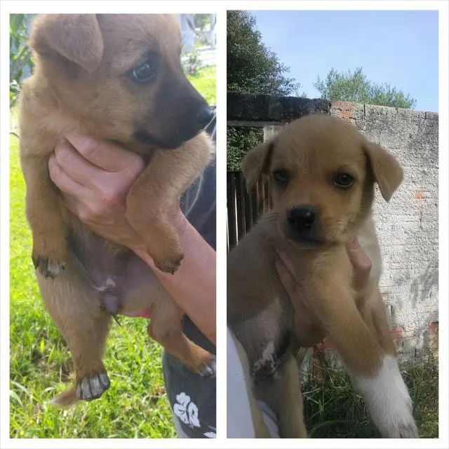 Cachorro ra a Sem raça definida idade 2 a 6 meses nome Sem nome